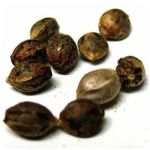 Семена марихуаны АК-47  (Seeds AK-47) в Гуково